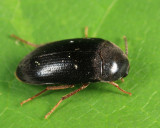 Eustrophopsis bicolor