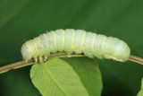 10495 - Speckled Green Fruitworm - Orthosia hibisci