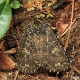 9696 - Dusky Groundling Moth - Condica vecors