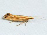 2363 - Dames Rocket Moth - Plutella porrectella