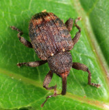 Conotrachelus posticatus