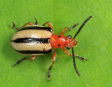 Three-lined Potato Beetle - Lema daturaphila