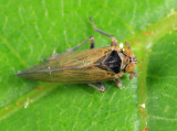 Javesella pellucida (male)
