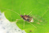 Drepanaphis sp.