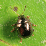 Spintherophyta globosa