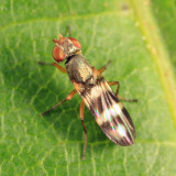 Stenomyia sp.