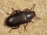 Neatus tenebrioides