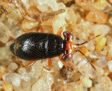 Isthmocoris piceus