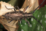 Whitespotted Sawyer - Monochamus scutellatus