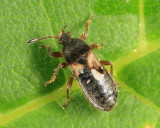 Hairy Chinch Bug - Blissidae - Blissus leucopterus