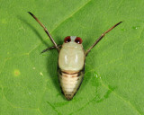 Backswimmer nymph - Notonectidae - Notonecta sp.