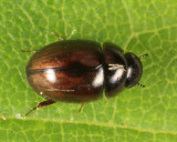 Water Scavenger Beetle - Hydrophilidae