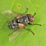 Tachinid Fly - Tachinidae - Exoristinae - Drino sp.