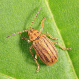 Skeletonizing Leaf Beetle - Chrysomelidae - Ophraella conferta