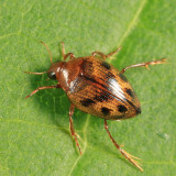 Haliplus immaculicollis