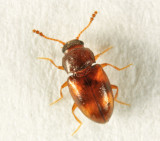 Pleasing Fungus Beetle - Erotylidae - Toramus pulchellus