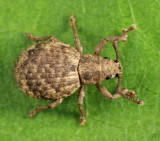 Broad-nosed Weevil - Curculionidae - Myosides seriehispidus