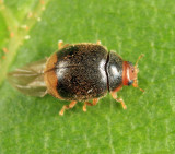 Lady Beetle - Coccinellidae - Diomus terminatus
