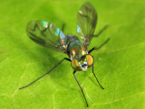 Longlegged Fly - Dolichopodidae - Condylostylus patibulatus 