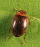 Predacious Diving Beetle - Dytiscidae - Hygrotus sayi
