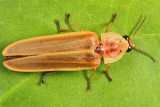 Firefly - Lampyridae - Pyractomena linearis
