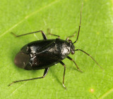 Plant Bug - Miridae - Slaterocoris atritibialis