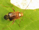 Plant Bug - Miridae - Neolygus sp.