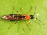 Sawfly - Tenthredinidae - Selandriinae - Hemitaxonus dubitatus