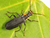 Soldier Beetle - Cantharidae - Podabrus rugosulus