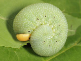 Cimbicid Sawfly larva - Cimbicidae - Trichiosoma triangulum