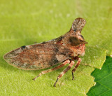 Microcentrus perditus (female)