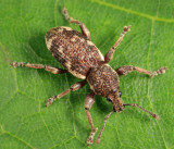 Lily of the Valley Weevil - Hormorus undulatus