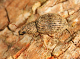 Sciaphilus asperatus