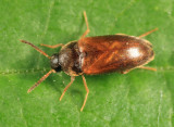 Hallomenus scapularis