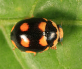 Orange-spotted Lady Beetle - Brachiacantha ursina (male)