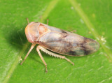 Macropsis bifasciata