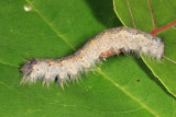 7687 - American Lappet Moth -  Phyllodesma americana