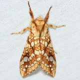8211 - Hickory Tussock Moth - Lophocampa caryae