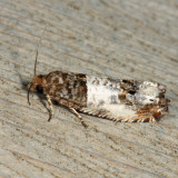 3208 - Doubledays Notocelia Moth - Notocelia rosaecolana