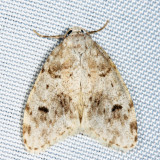 8098 - Little White Lichen Moth - Clemensia albata
