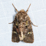 10397 - Bristly Cutworm Moth - Lacinipolia renigera