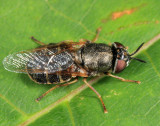 Odontomyia pubescens