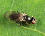 Flies - Periscelididae