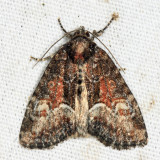 9412 – Neoligia subjuncta
