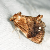 4658 - Packardia albipunctata