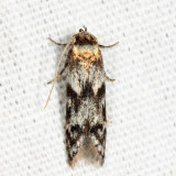  1171  Asaphocrita aphidiella