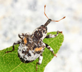 Cambium Curculio - Conotrachelus anaglypticus