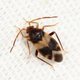 Ceratocapsus pilosulus (female)