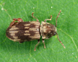 Hadrobregmus notatus