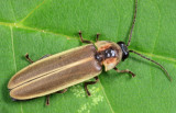 Photinus ardens